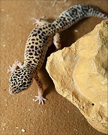 Lézard jaune tacheté de noir vu du dessus. La queue est très large.