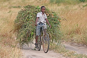 Boy transporting fodder