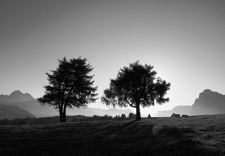 Лиственницы европейские (Larix decidua) в сумерках (Южный Тироль, Италия)