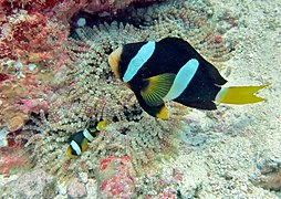 Poissons-clowns de Clark (Amphiprion clarkii)