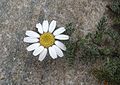 same plant, flower detail