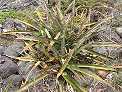 Ananas Victoria dans la vallée.