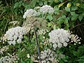 Angelica sylvestris