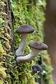 Image 1 Honey fungus Photo: Noodle snacks Mushrooms of Armillaria hinnulea, a species of honey fungus (or "pidpenky", from Ukrainian). Honey fungi are parasitic fungi that live on trees and woody shrubs. As a forest pathogen, it can be very destructive because unlike most parasites, it does not need to moderate its growth in order to avoid killing its host, since it will continue to thrive on the dead material. Honey fungi are long lived and form some of the largest living organisms in the world, including one that covers more than 3.4 sq mi (8.8 km2) and is thousands of years old. The mushrooms are edible, but can be easily confused with poisonous Galerina species, which can grow side-by-side with Armillaria. More selected pictures