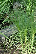 Asphodeline liburnica