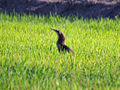 In the grass, Leeton, New South Wales, Australia