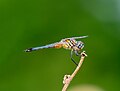 Image 1Immature male blue dasher