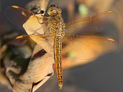 Teneral male, Thailand