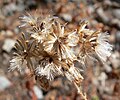 Brickellia grandiflora (Sottotribù Alomiinae)