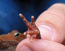 Rhinella hoogmoedi