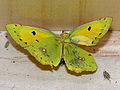 Foto dunha bolboreta morta, Colias crocea (Geoffroy, 1785), recollida en Mandaio, Oza dos Ríos