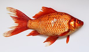 Most fish, like this large goldfish, have one dorsal fin