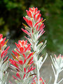 Castilleja lanata