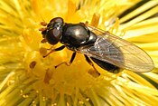 Cheilosia pagana（英语：Cheilosia pagana）