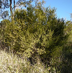 Description de l'image Citriobatus shrub.jpg.