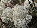 Кладонія зірчаста (Cladonia stellaris)