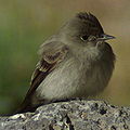 Western Wood-Pewee