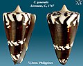 Conus generalis Linnaeus, C., 1767