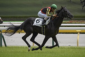 競走馬クロワデュノール。2024年6月9日東京競馬場にて撮影。