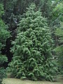 Cunninghamia lanceolata 'Glauca'