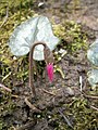 Cyclamen pseudibericum flower bud