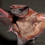 Brown bat