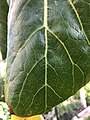 Detail of upper surface of leaf tip, showing glossy, rubbery texture and veins patterned with elongate spots (Temperate House, Kew Gardens)