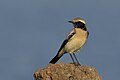 Male in Gujarat, India