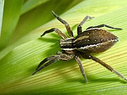 Close up of nursery web spider on a leaf.