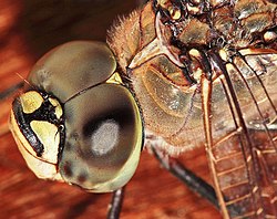 Dragonfly compound eyes
