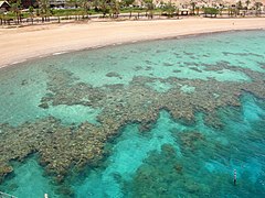 Récif affleurant à Eilat. Le changement de niveau des mers peut avoir des conséquences dramatiques sur le corail.