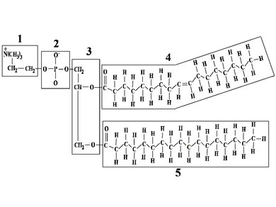 Formule développée d'un phosphoglycérolipide