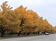 Männliche Ginkgos in Riverside, Illionois