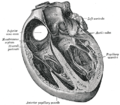 El corazón humano, visto de frente. La válvula mitral es visible a la derecha como la "válvula bicúspide"