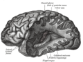 Posterior and inferior cornua of left lateral ventricle exposed from the side.