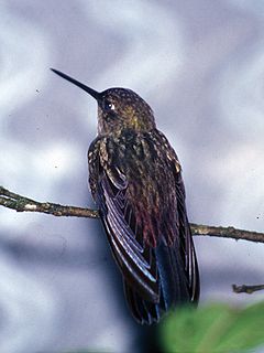 Description de l'image Greenish Puffleg (Haplophaedia aureliae).jpg.