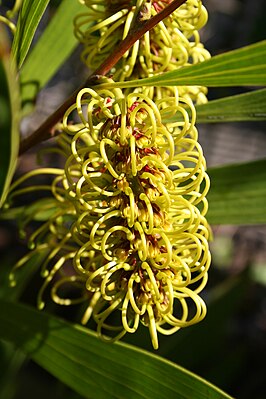 Цветущая Hakea trineura