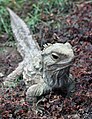 Tuatara (Henry at Invercargill)