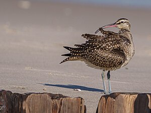 Hudsonian whimbrel on Fort Tilden Beach. By Jeremy Nadel.