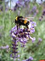 Hummel und Lavandula angustifolia