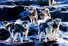 A group of eight dogs, all with thich fur, pointed ears and sharp snouts, standing on rocks covered with a light snowfall