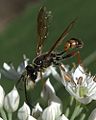 Isodontia elegans, a grass-carrying wasp of the family Sphecidae. Thanks to John Ascher at BugGuide.net for ID.