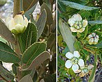 Flores y hojas de Bollén