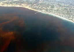 Bloom de dinoflagellés à La Jolla, aux États-Unis.