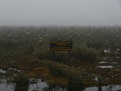 Frailejones en el Páramo de las Papas.