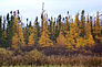 Tamarack larch