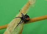 A small black spider with an angular red marking along its round abdomen.