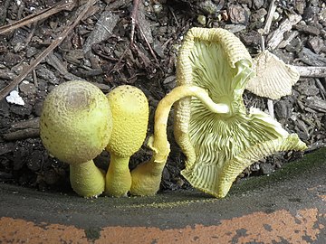 Mature cap drying up