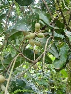 Folhagem e frutos.