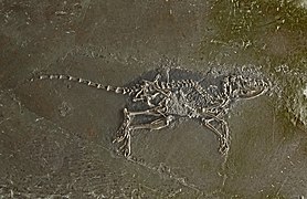 Macrocranion tupaiodon 01